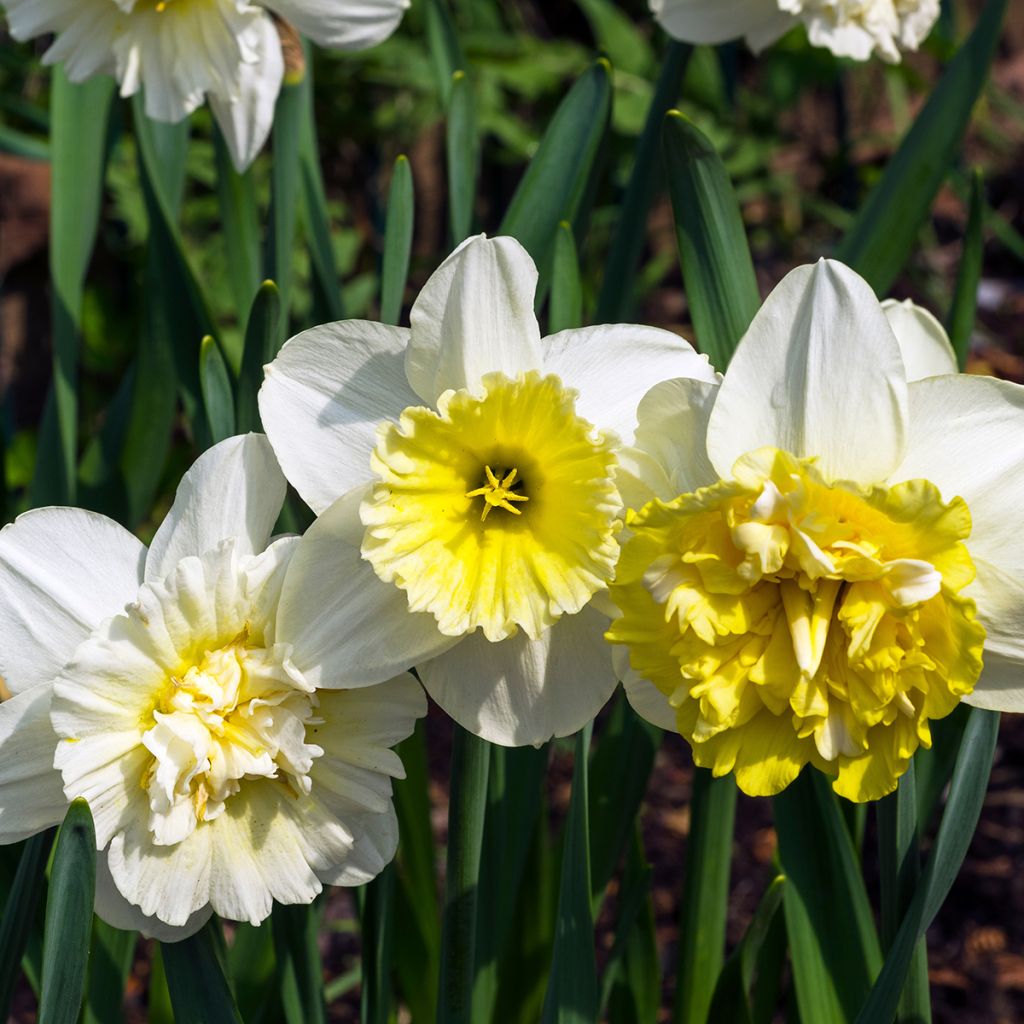 Narciso a fiore doppio Ice King
