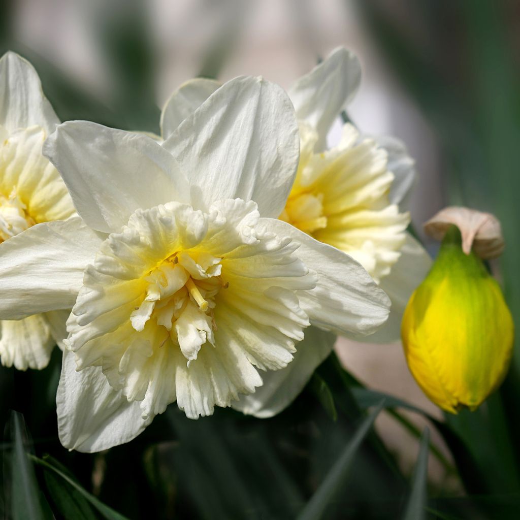 Narciso a fiore doppio Ice King