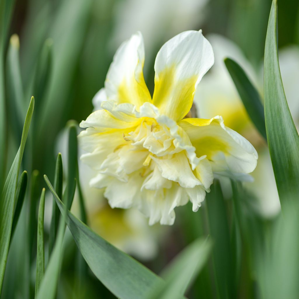 Narciso a fiore doppio Ice King