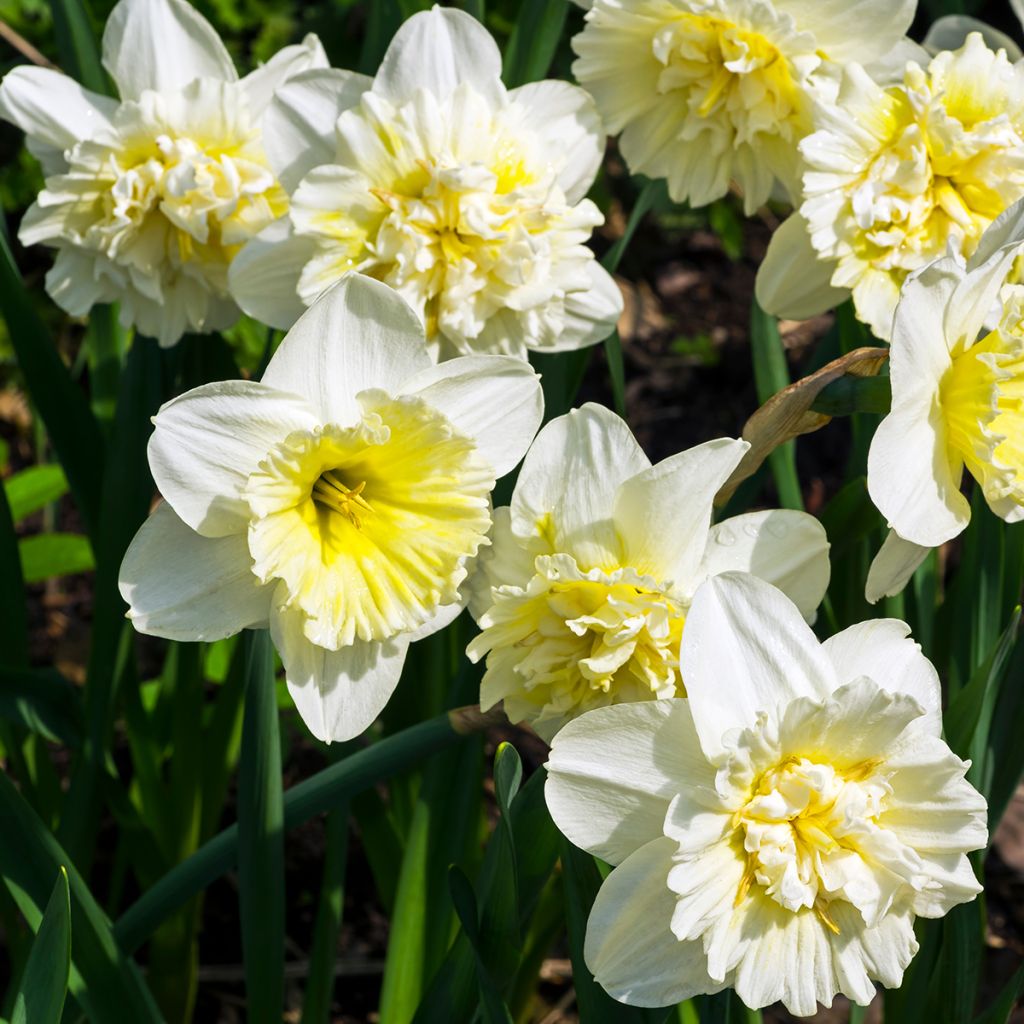 Narciso a fiore doppio Ice King