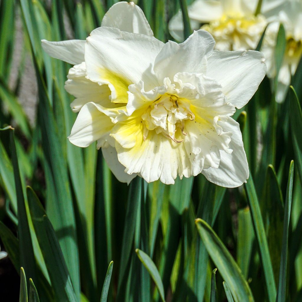 Narciso a fiore doppio Ice King