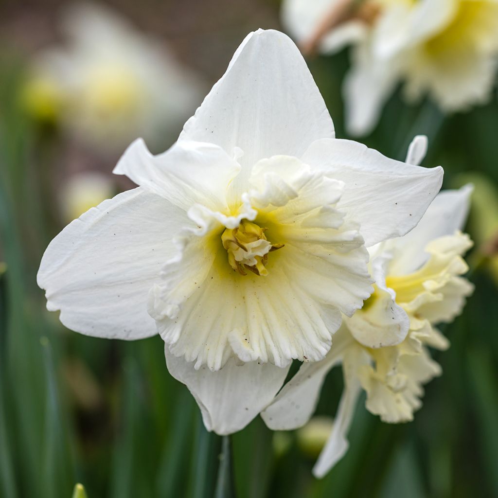 Narciso a fiore doppio Ice King