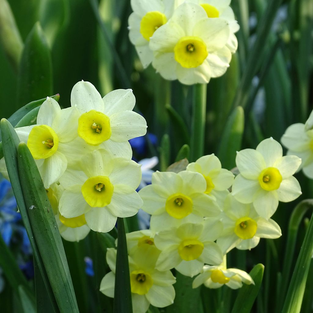 Narciso tazetta Minnow