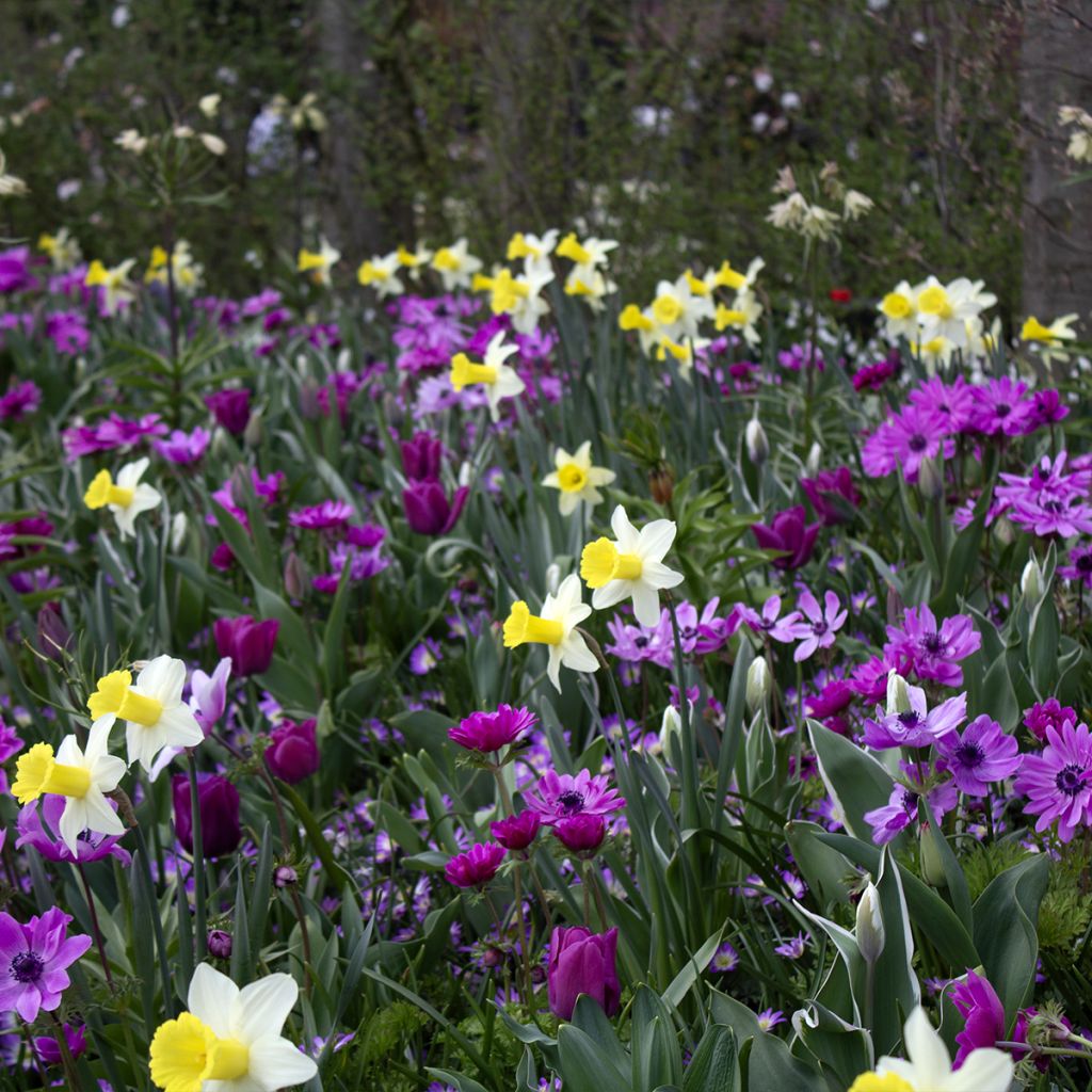 Narciso cyclamineus Peeping Jenny