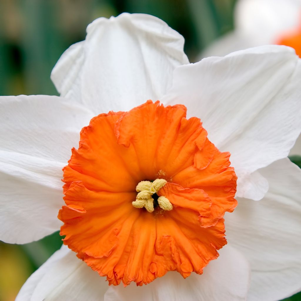 Narciso grande-coronato Professor Einstein