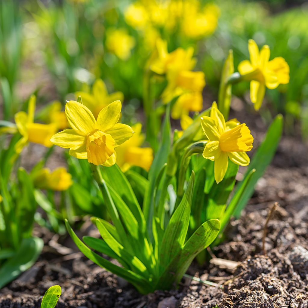 Narciso cyclamineus Tête à Tête