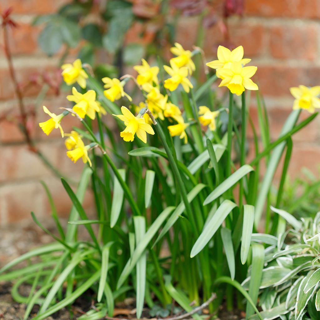 Narciso cyclamineus Tête à Tête