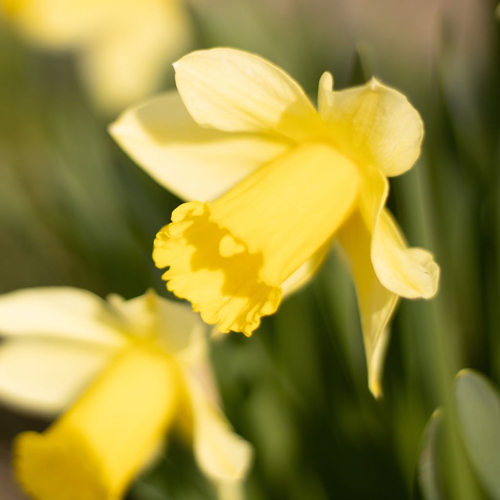 Narciso cyclamineus Tête à Tête