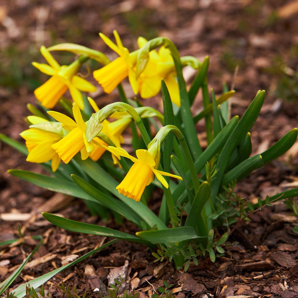 Narciso cyclamineus Tête à Tête