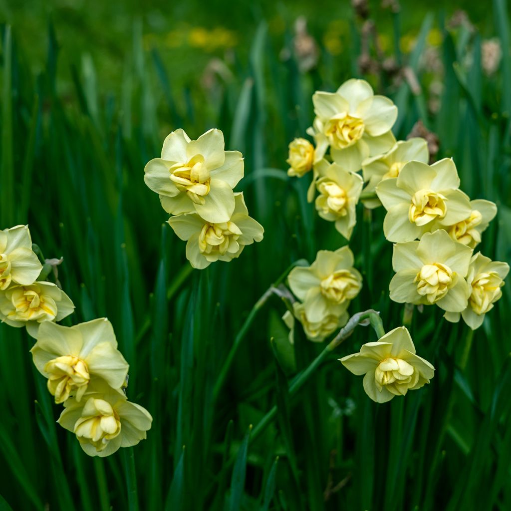Narciso tazetta Yellow Cheerfulness