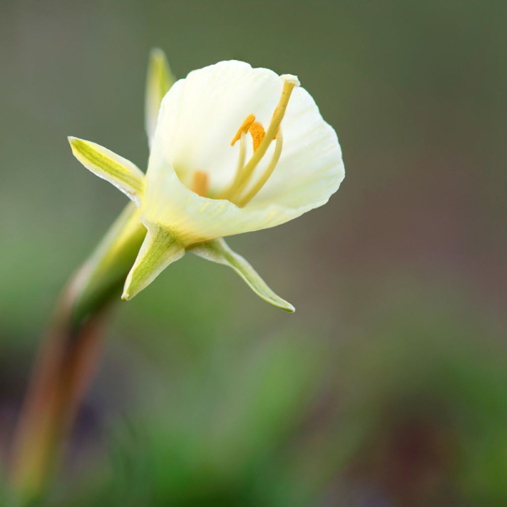 Narciso bulbocodium White Petticoat