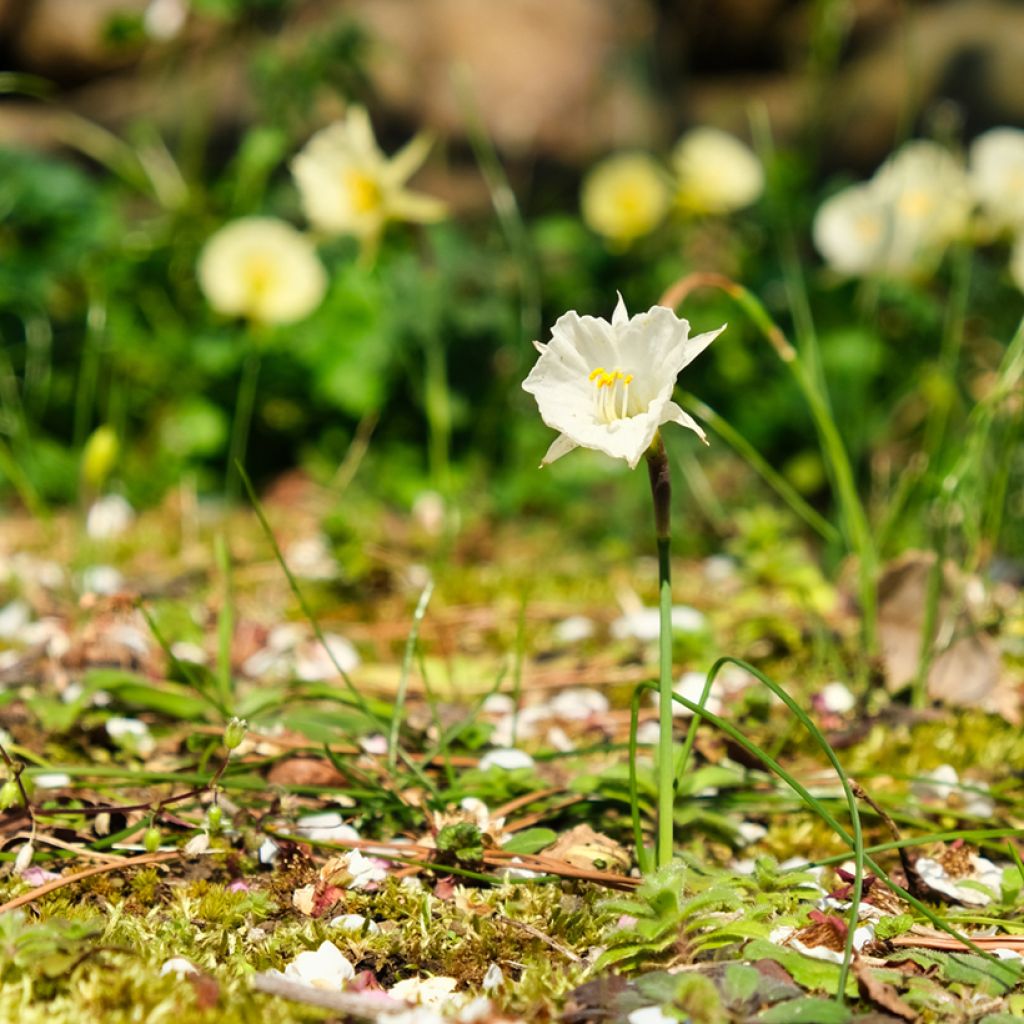 Narciso bulbocodium White Petticoat