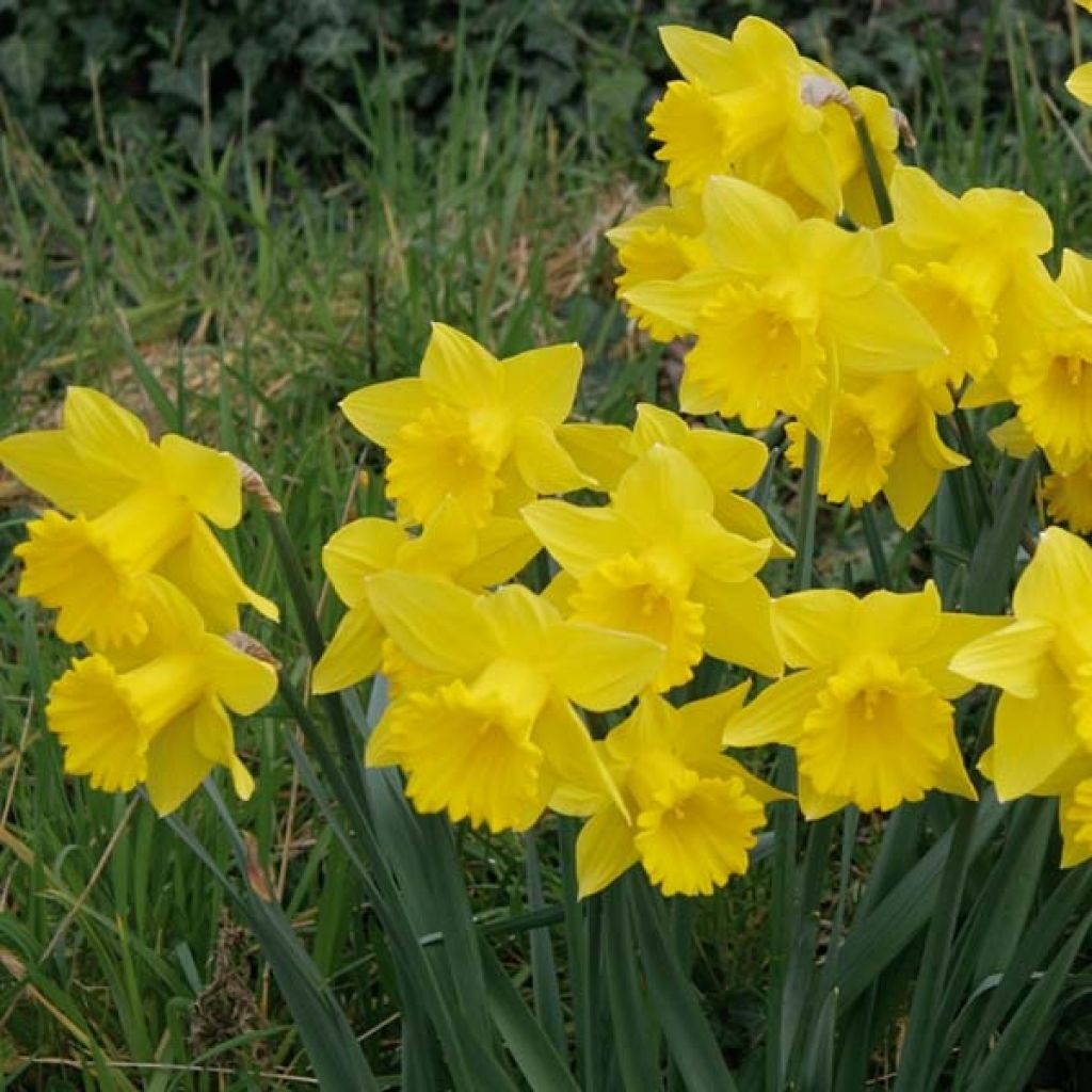 Narciso Dutch Master