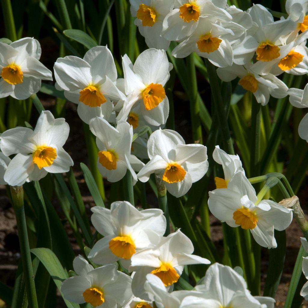 Narciso Tazetta Geranium