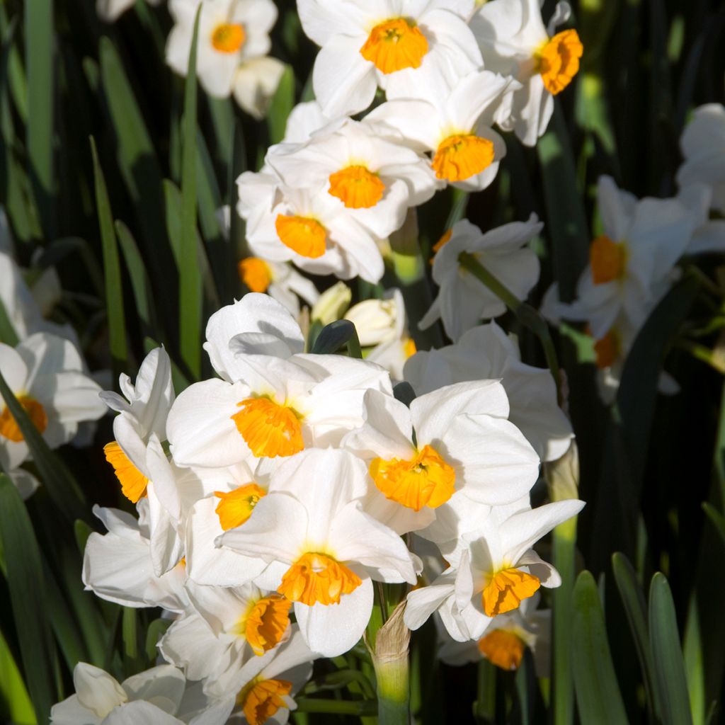 Narciso Tazetta Geranium