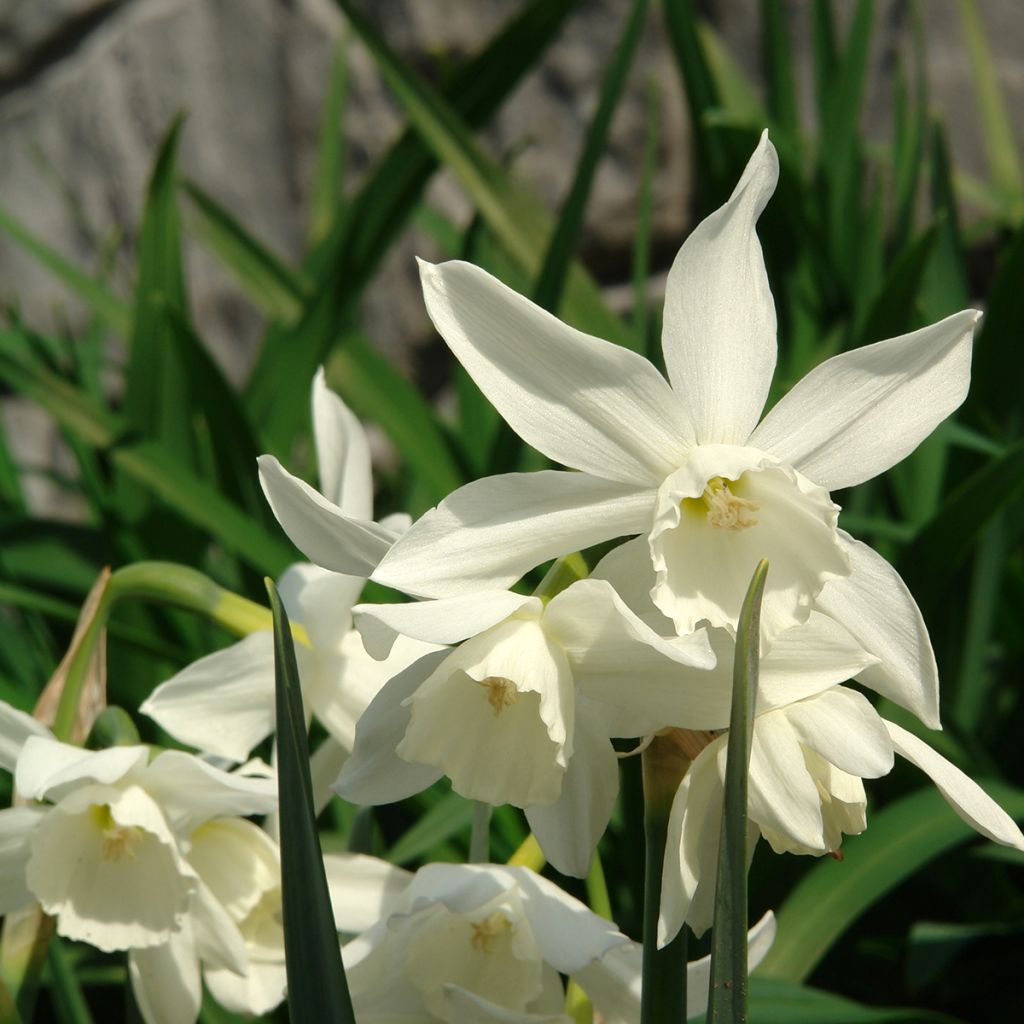 Narcissus triandrus Thalia