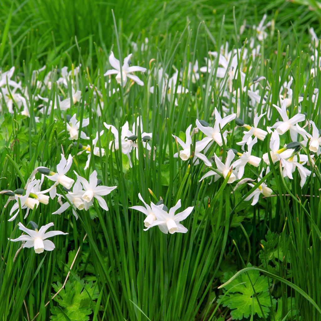 Narcissus triandrus Thalia