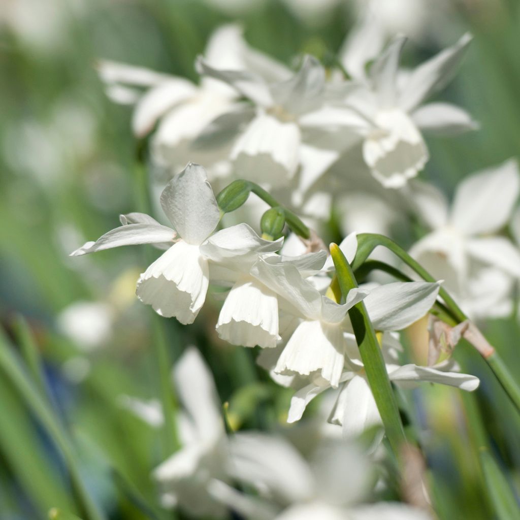 Narcissus triandrus Thalia