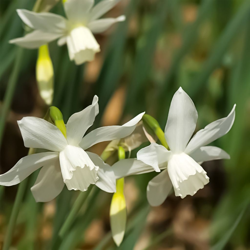 Narcissus triandrus Thalia