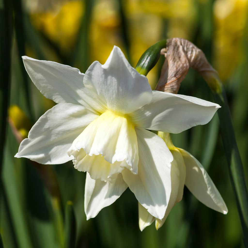 Narcissus triandrus Thalia