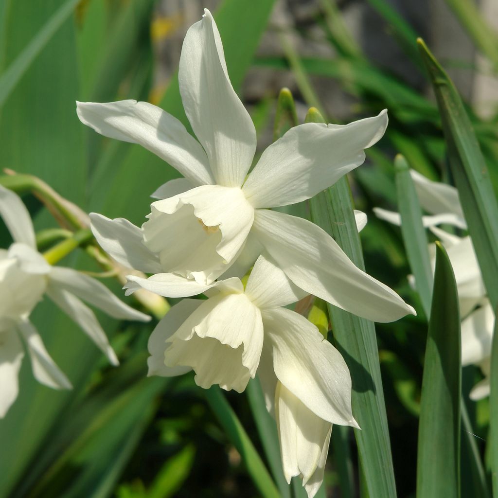 Narcissus triandrus Thalia