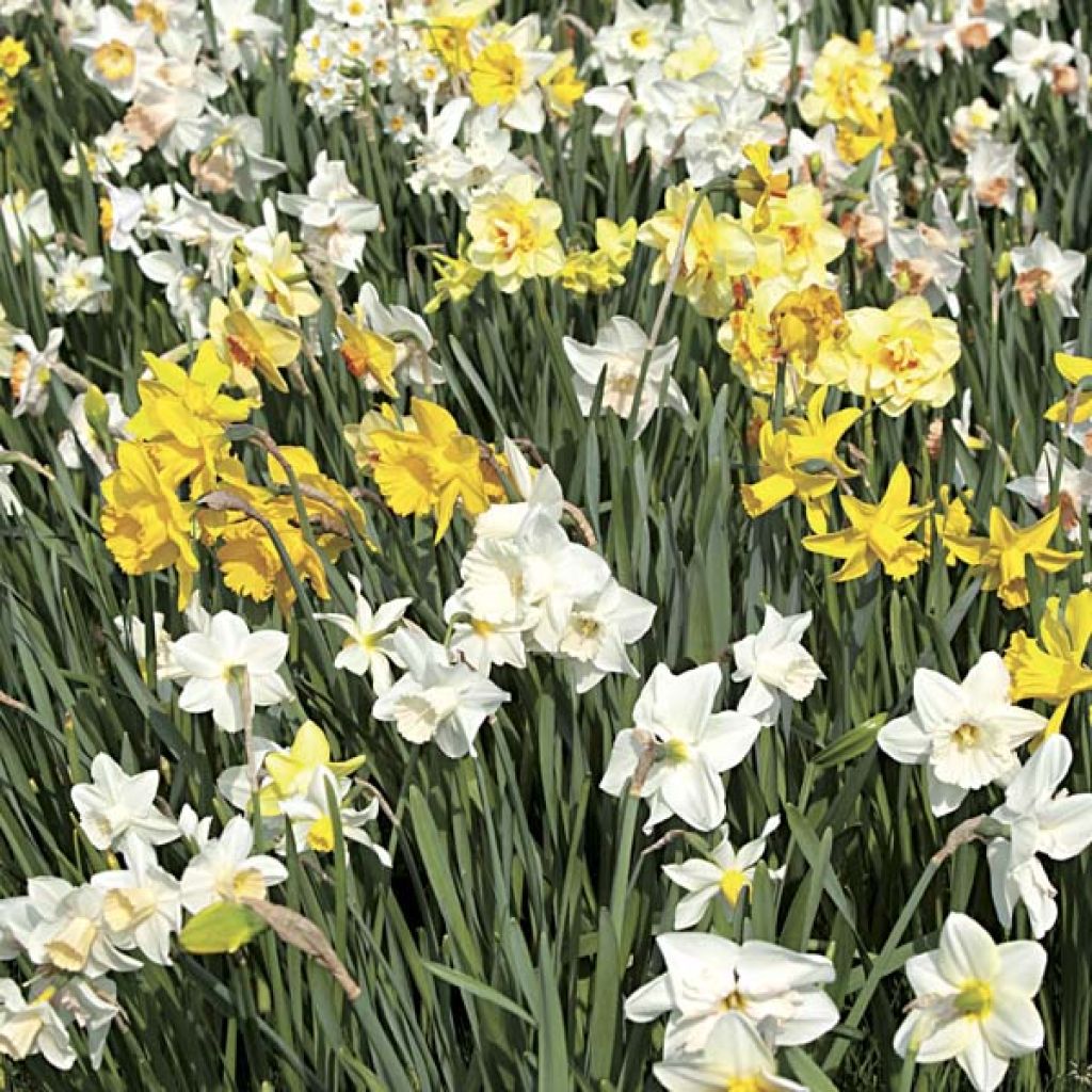 Narcissus - Narciso
