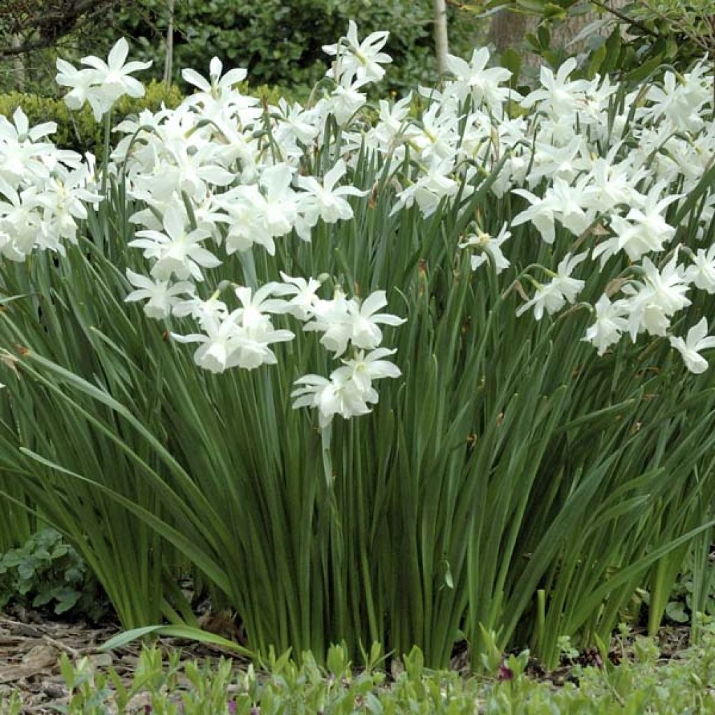 Narcissus triandrus Thalia