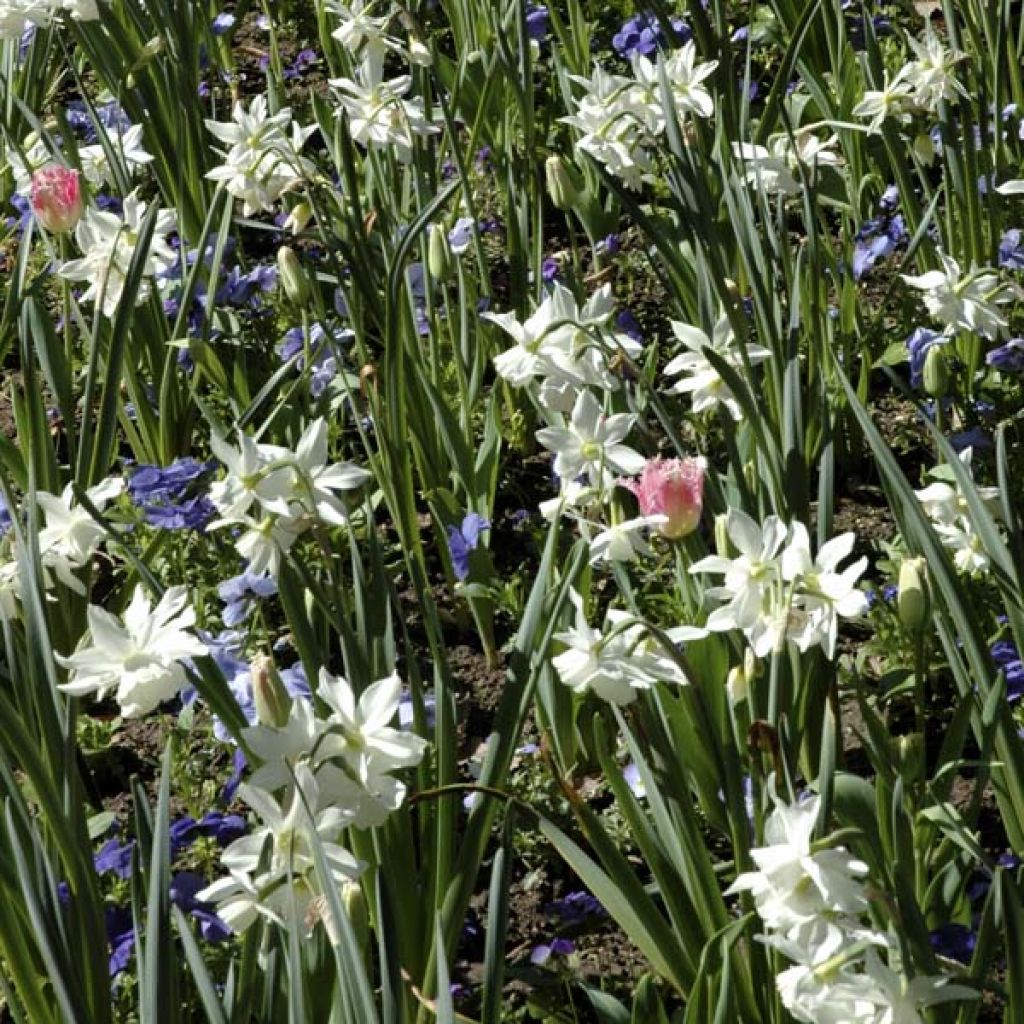 Narcissus triandrus Thalia