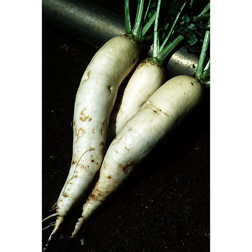 Rapa 1/2 Long De Croissy