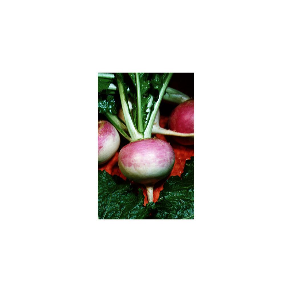 Rapa Bianca globe colletto viola