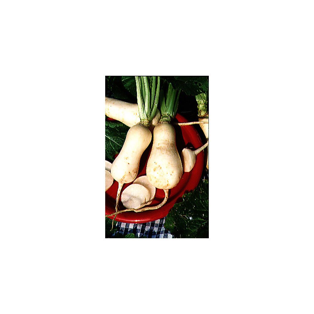 Rapa des Vertus-Marteau