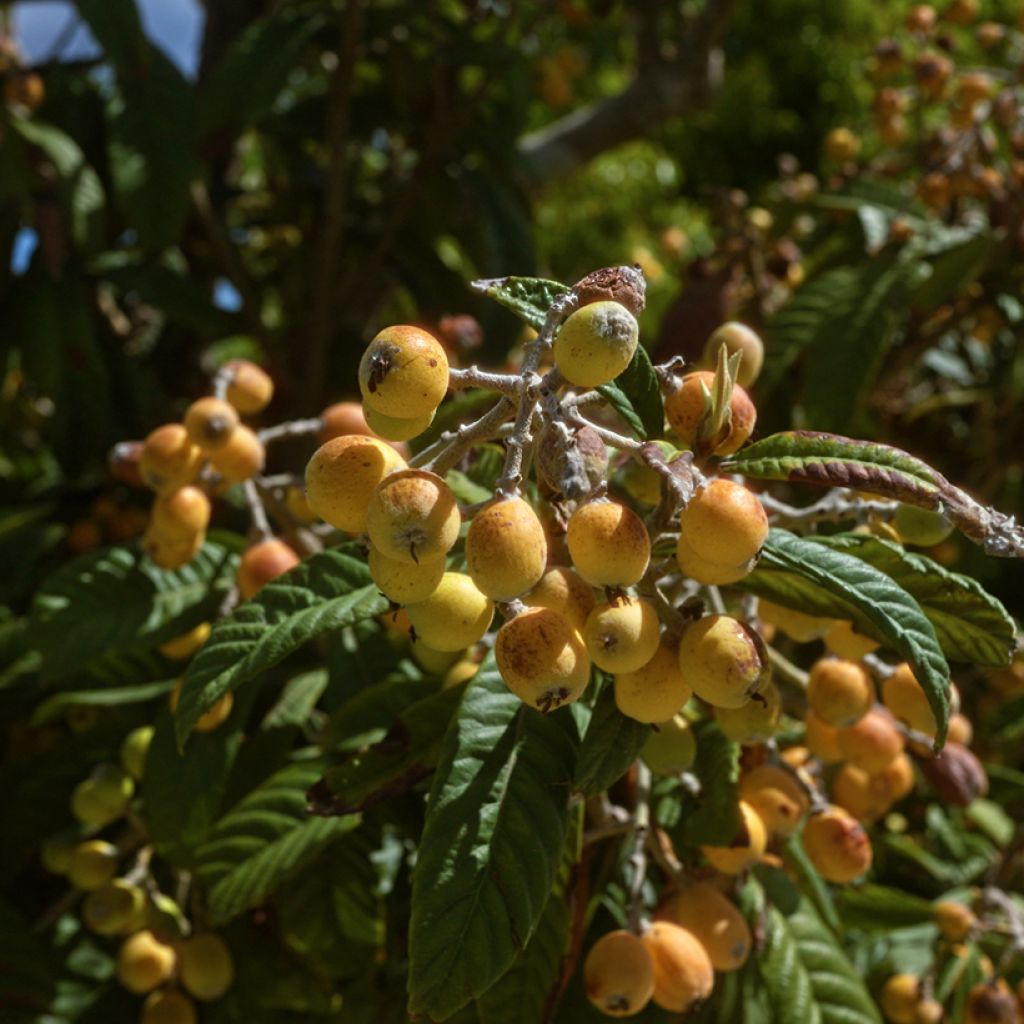 Eriobotrya japonica Argelino - Nespolo del Giappone