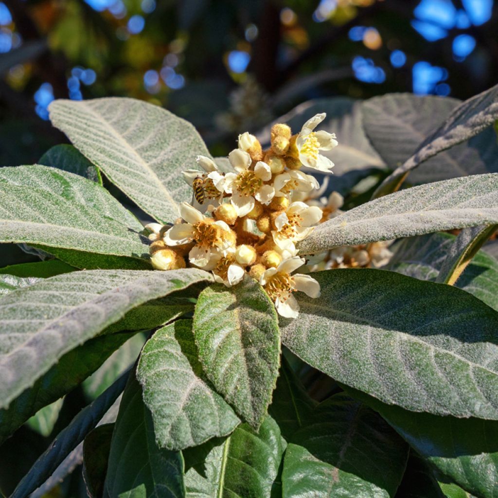 Eriobotrya japonica Argelino - Nespolo del Giappone