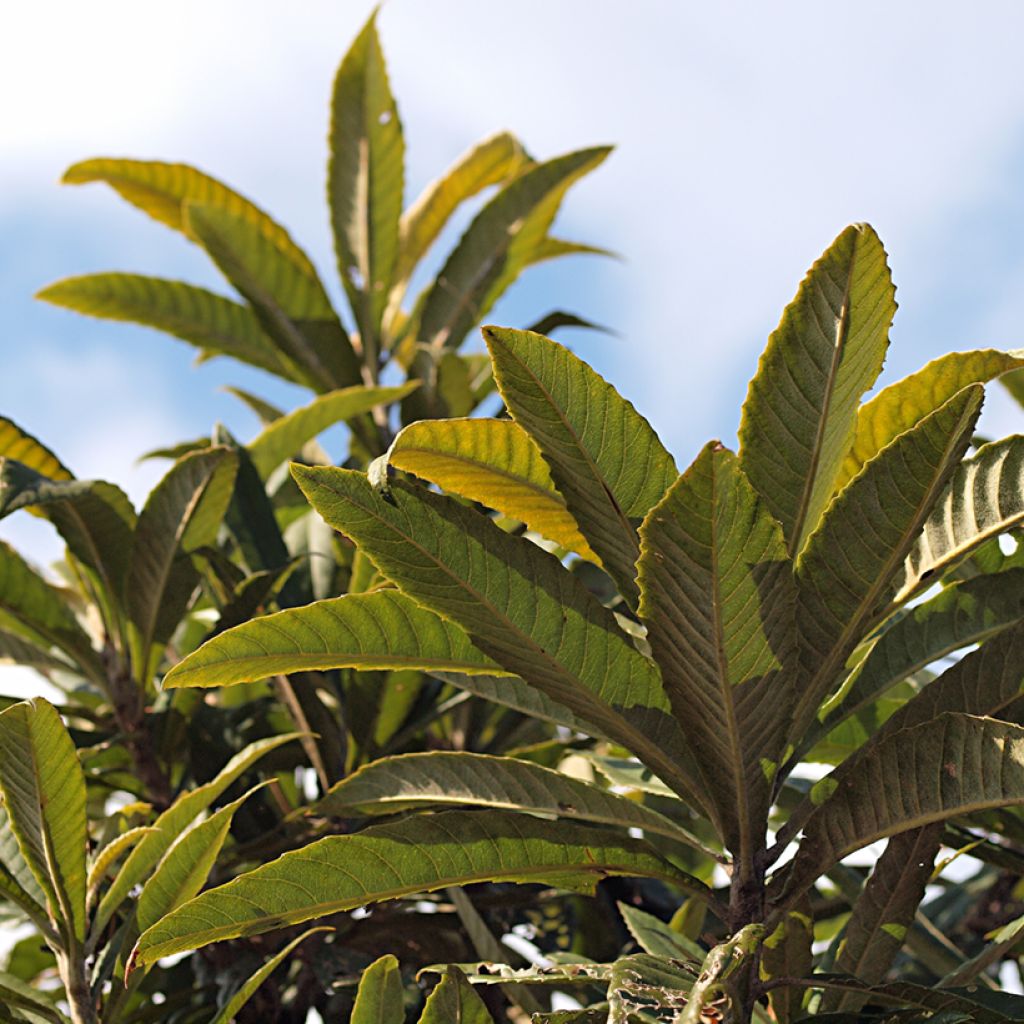 Eriobotrya japonica Tanaka - Nespolo del Giappone