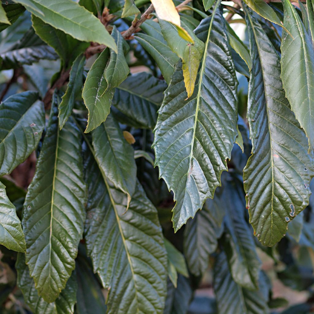 Eriobotrya japonica Tanaka - Nespolo del Giappone
