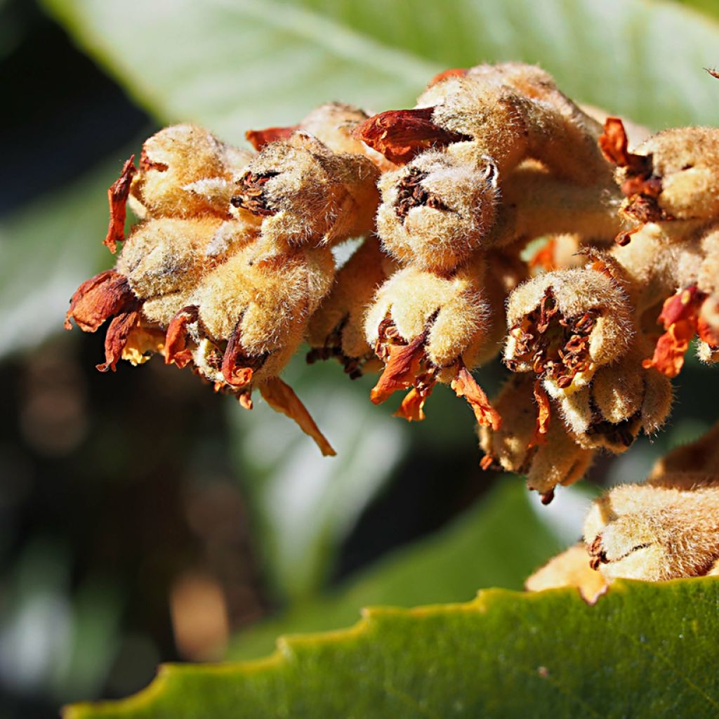 Eriobotrya japonica Tanaka - Nespolo del Giappone