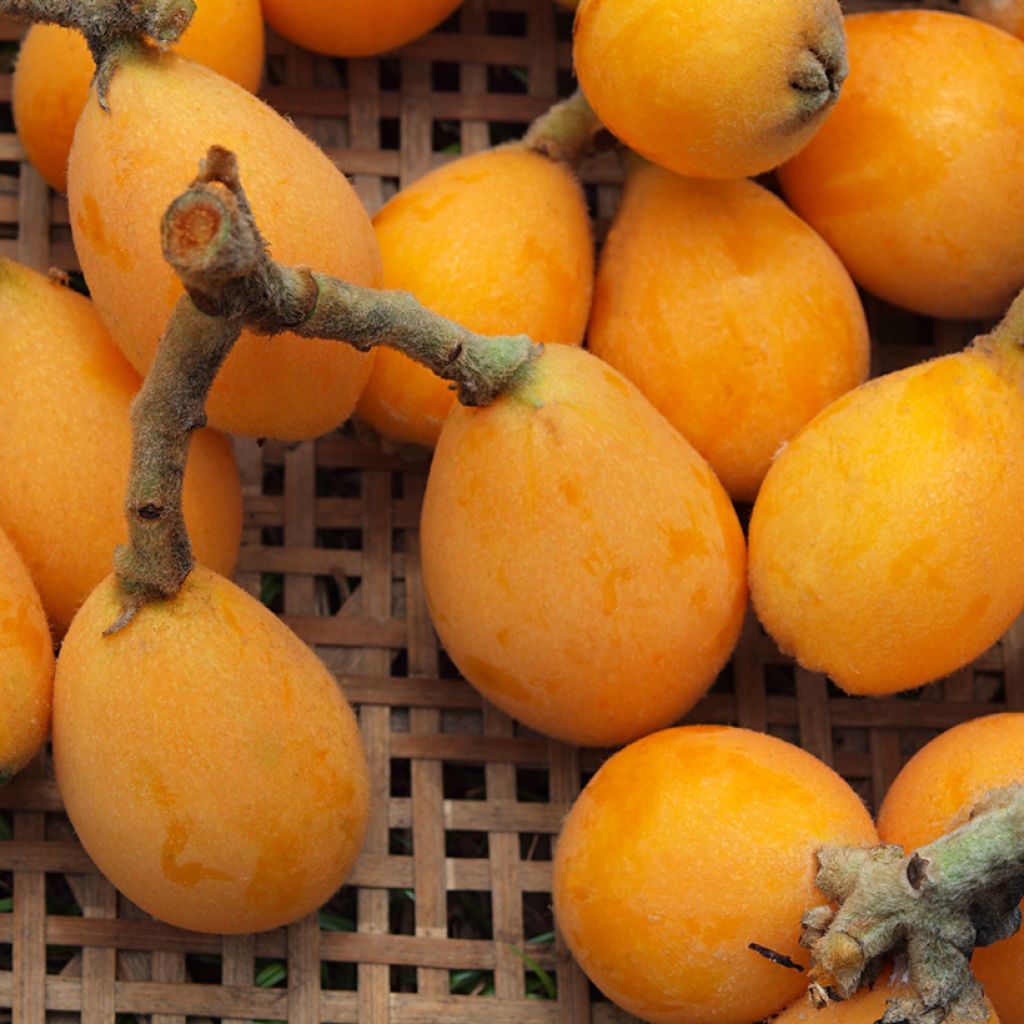 Eriobotrya japonica Tanaka - Nespolo del Giappone