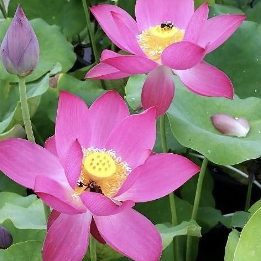 Nelumbo Red at Sunset - Fior di loto