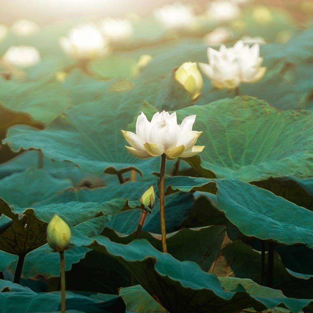Nelumbo nucifera Hong Bian Yudie - Fior di loto