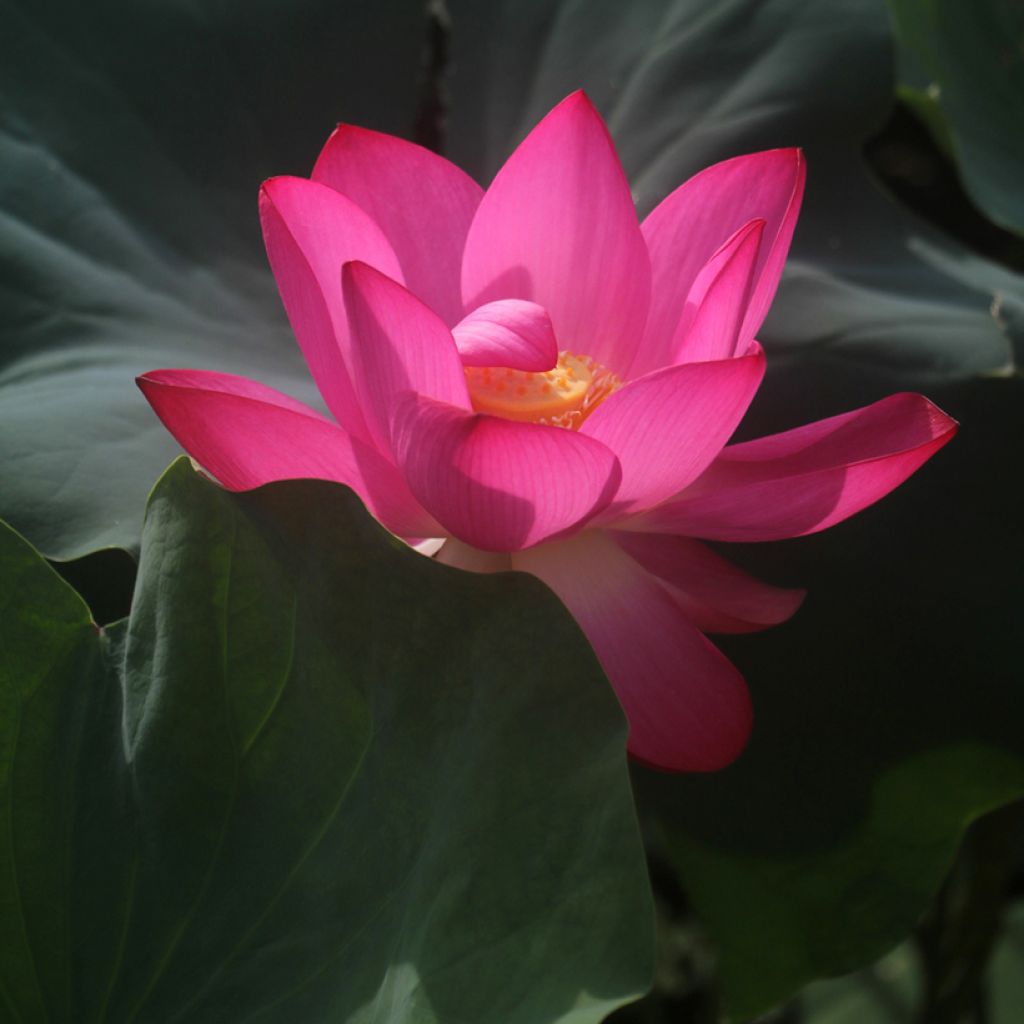 Nelumbo Pygmaea Red - Fior di loto
