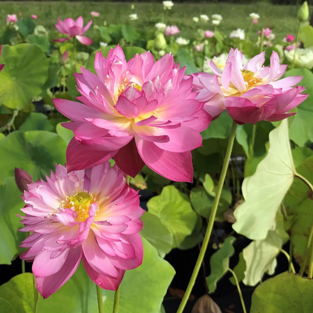 Nelumbo Elite Red - Fior di loto