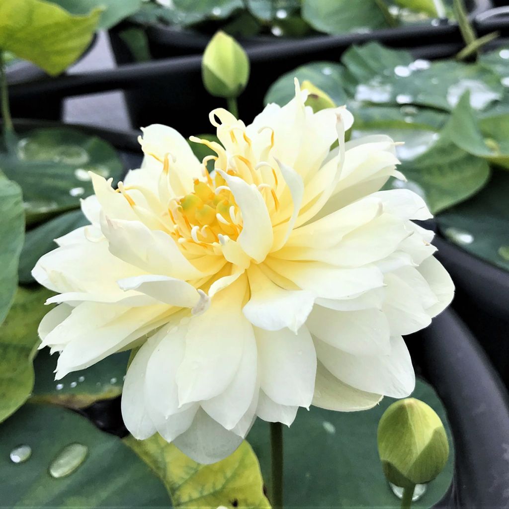 Nelumbo Gold & Resplendence - Fior di loto