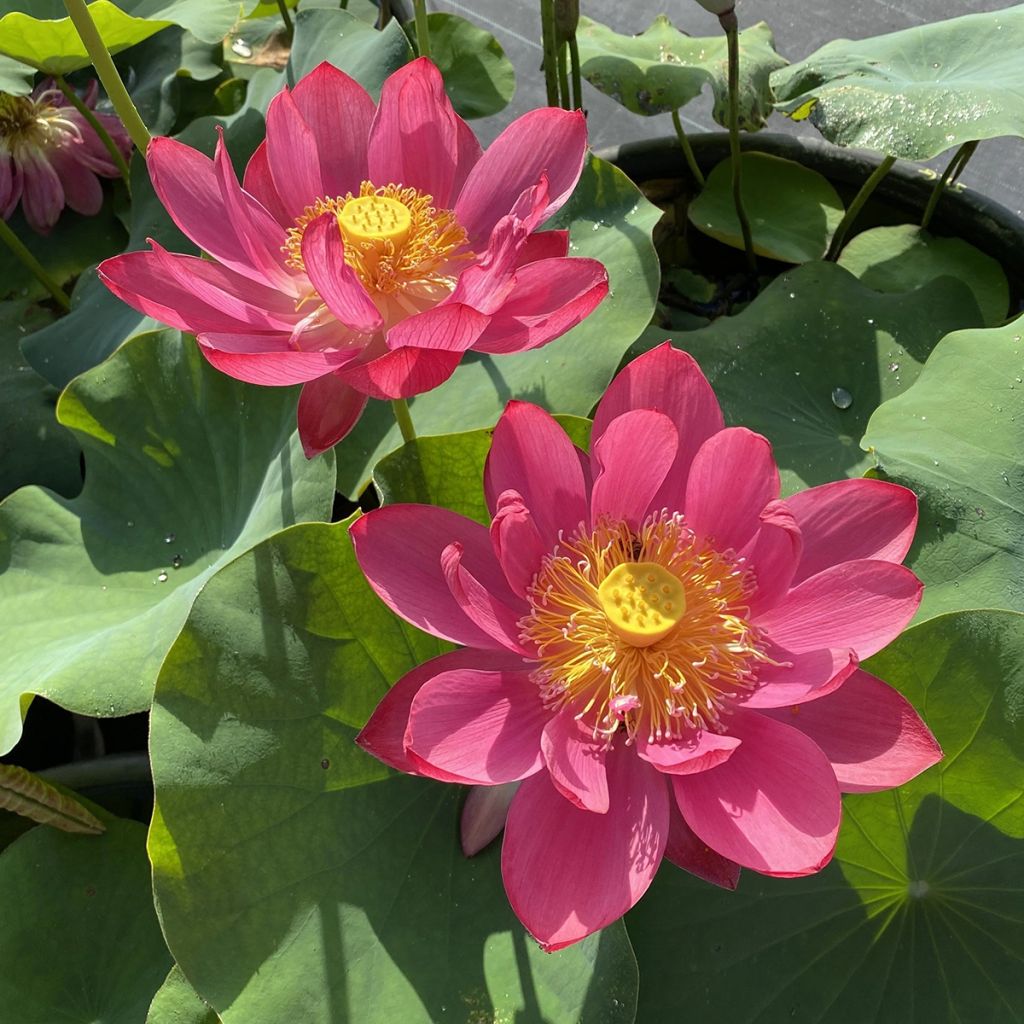 Nelumbo nucifera Chinese Red Jiaxing - Fior di loto