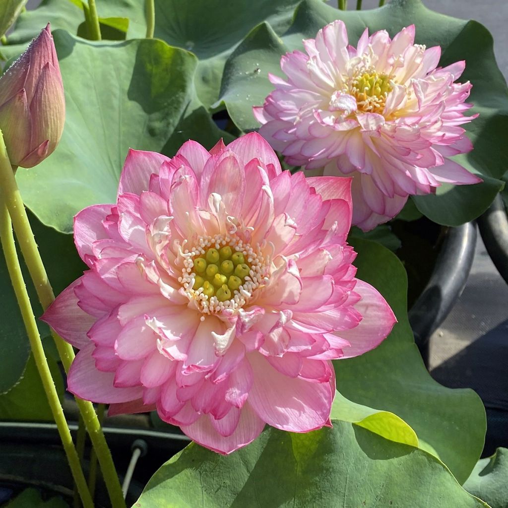 Nelumbo nucifera Pink Lady - Fior di loto