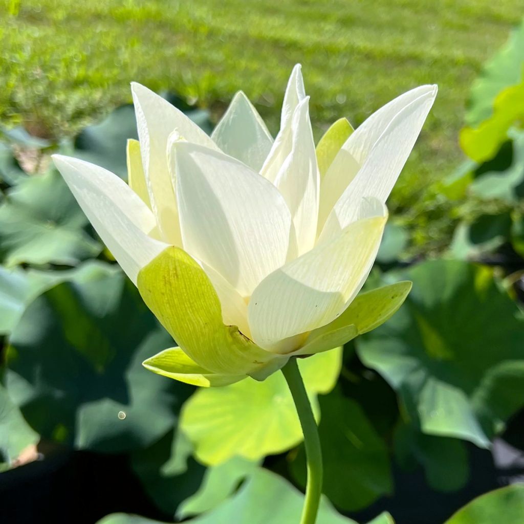 Nelumbo nucifera Tulip Lotus - Fior di loto