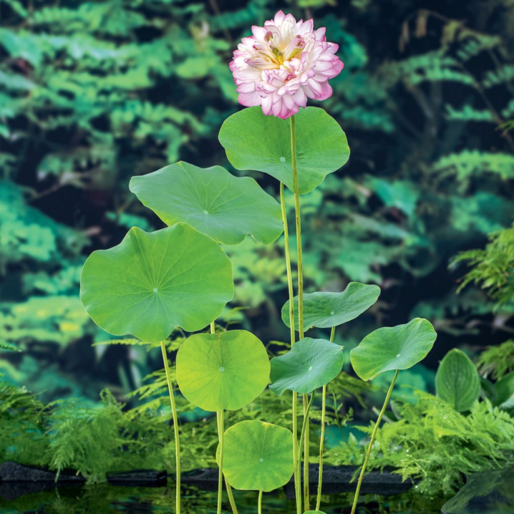 Nelumbo nucifera Rosa - Fior di loto