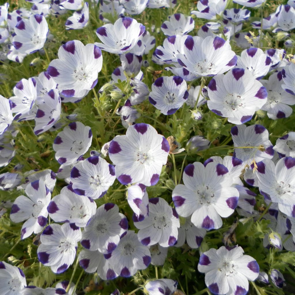Nemophila maculata Spotty