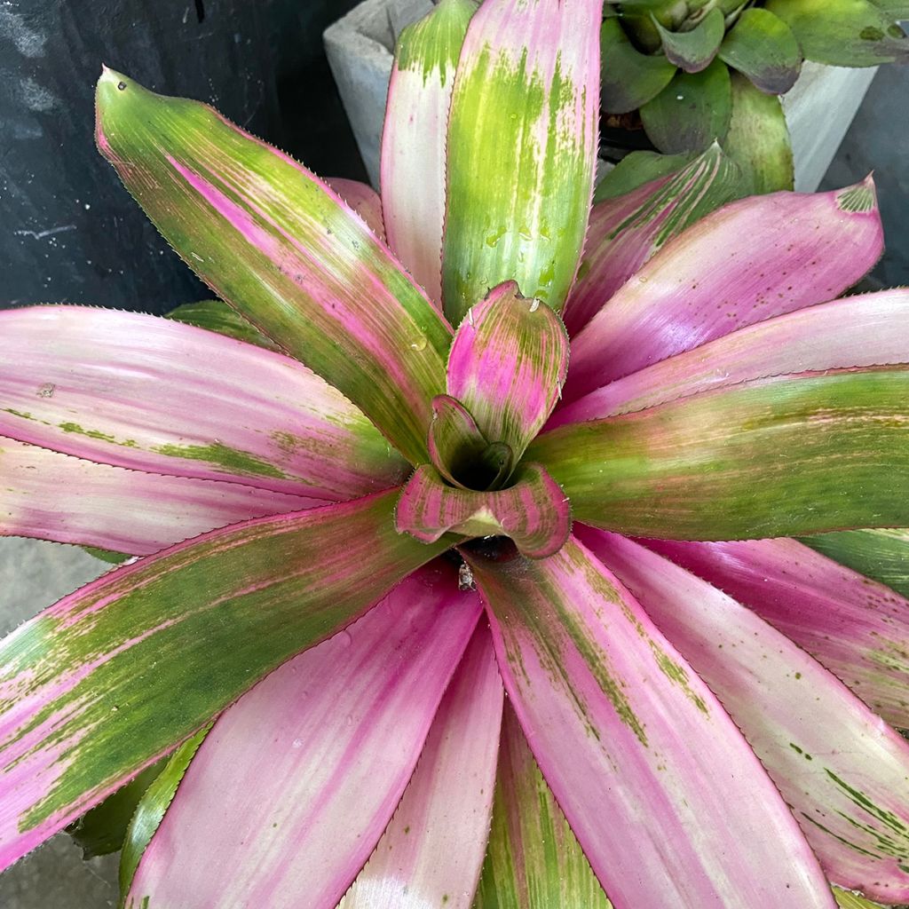 Neoregelia Cotton Candy - Neoregelia - Bromelia