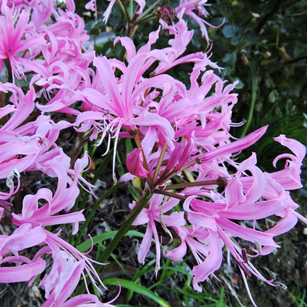 Nerine bowdenii