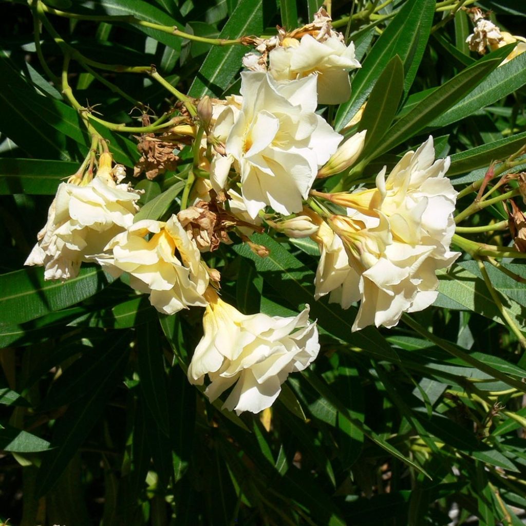 Nerium oleander Luteum Plenum - Oleandro